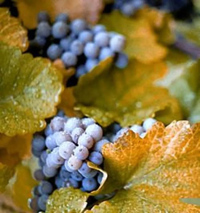 Concord Grape Seeds, 10 Seeds, Organic Vitis labrusca, Fox Grape Varieties