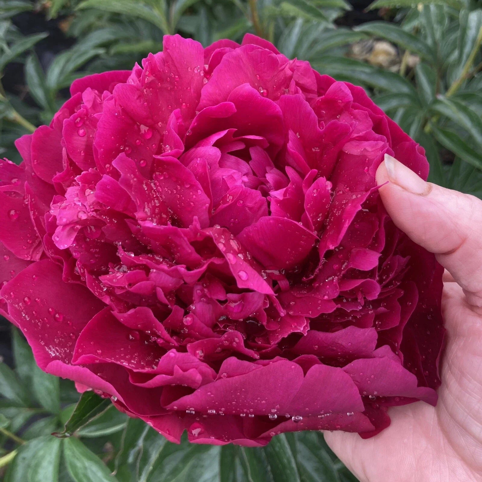 Herb Peony Bare Root Plant, Large with 5-7 Eyes, Avis Varner Variety, Field Grown, Fall Shipping, Paeonia Herbacea