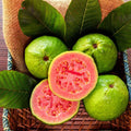 Ruby Supreme Guava Seeds - 50+ Seeds for Garden Planting - Psidium cattleianum - USA Origin - FREE SHIPPING