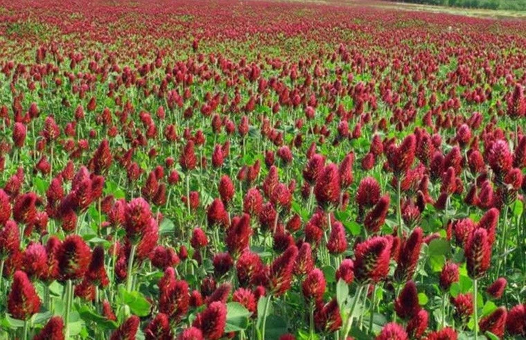 Crimson Red Clover Seeds - Non-GMO 1000+ Seeds for Nitrogen Fixation & Pollinators - Trifolium incarnatum