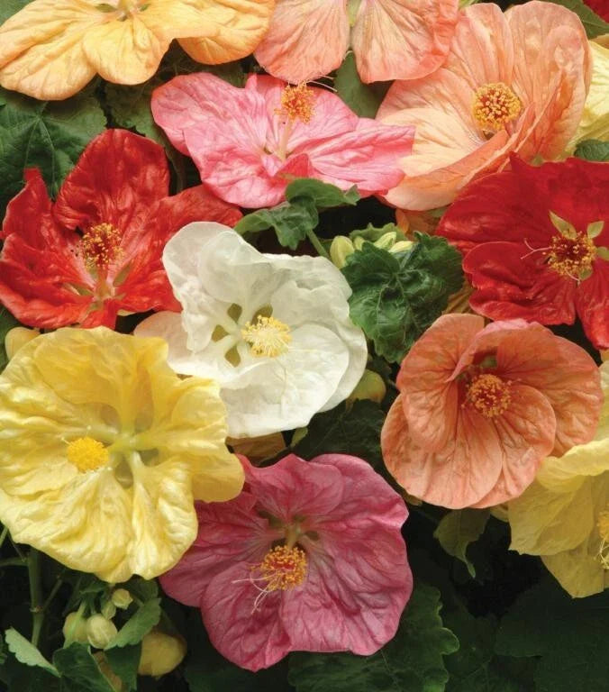 Giant Hybrid Abutilon Flowering Maple Seeds - Colorful Varieties for Vibrant Gardens - Abutilon spp.