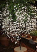 Clerodendrum Wallichii Bridal Veil Small Starter Plant with Stunning White Blooms - Perfect Indoor Houseplant