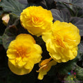 Mocca Yellow Begonia Seeds - 25+ Pack for Garden Planting - Perfect for USA Gardens - Free Shipping Available