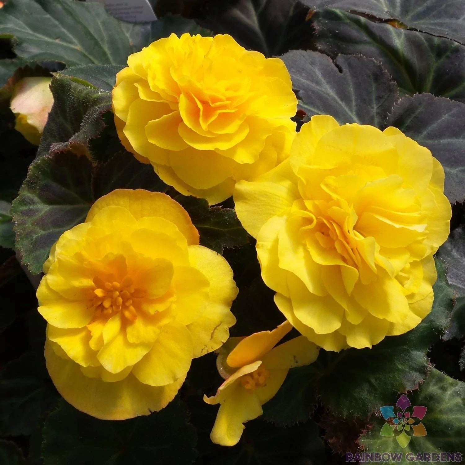 Mocca Yellow Begonia Seeds - 25+ Pack for Garden Planting - Perfect for USA Gardens - Free Shipping Available