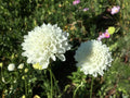 Scabiosa "Snowball" Seeds - Pincushion Flower - 50 Premium Wedding Flower Seeds (Scabiosa caucasica)