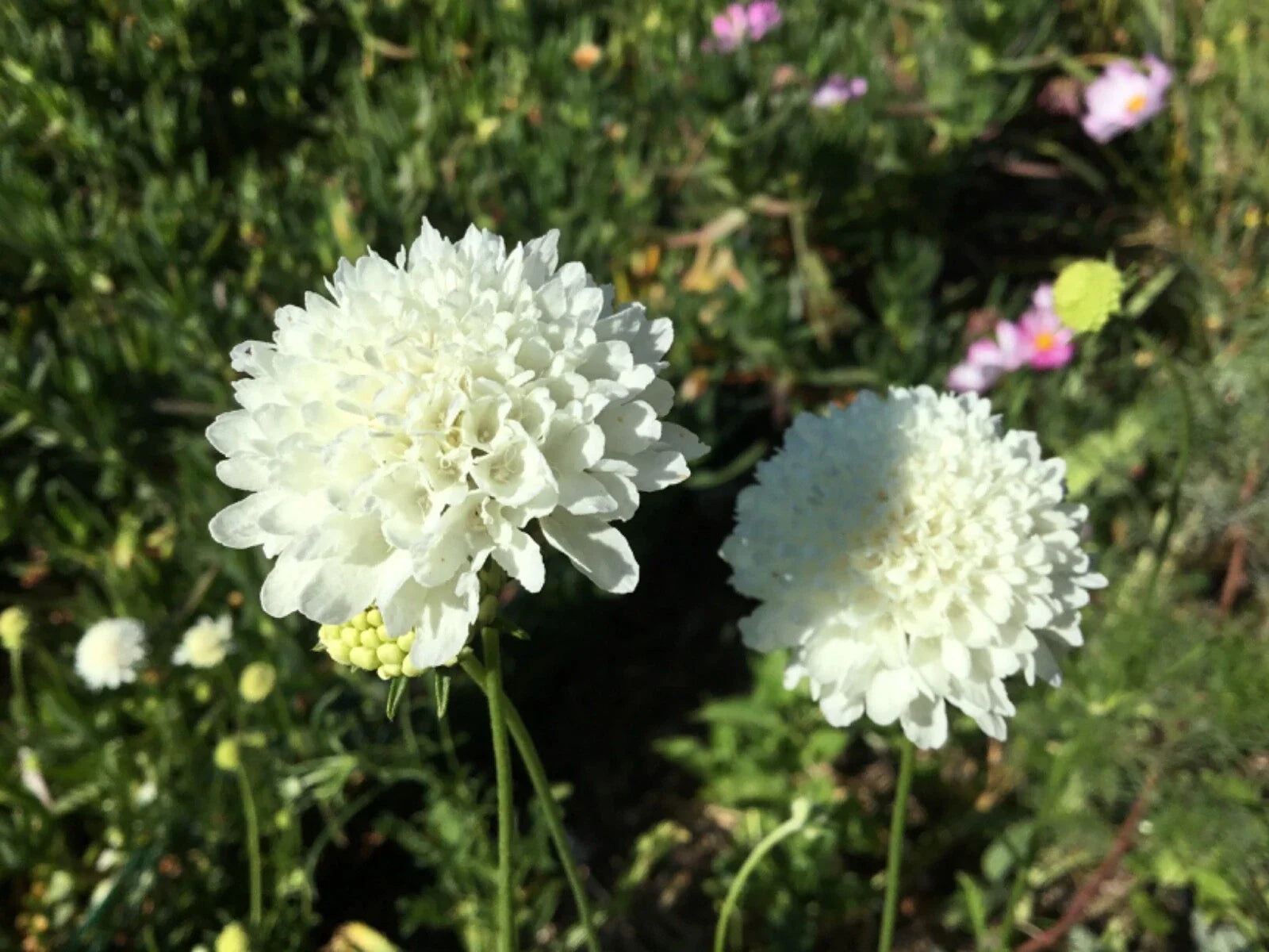 Scabiosa "Snowball" Seeds - Pincushion Flower - 50 Premium Wedding Flower Seeds (Scabiosa caucasica)