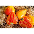 Orange Oxheart Tomato Seeds - Heirloom Variety - Organic, Non-GMO - 120+ Fresh Seeds for Gardening (Solanum lycopersicum)