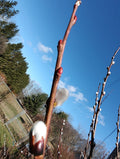 Pussy Willow Tree Stems - 5 Piece Lot, White Variety, Salix discolor, 6-7 Inch for Planting