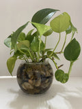Pothos Indoor Live Plant Cuttings 7in - 10in Well Rooted 3PC for Water Propagation, Epipremnum aureum