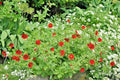 Scarlet Cinquefoil Seeds - 101+ Potentilla - Native Perennial Flowering Shrub - Compact Growth