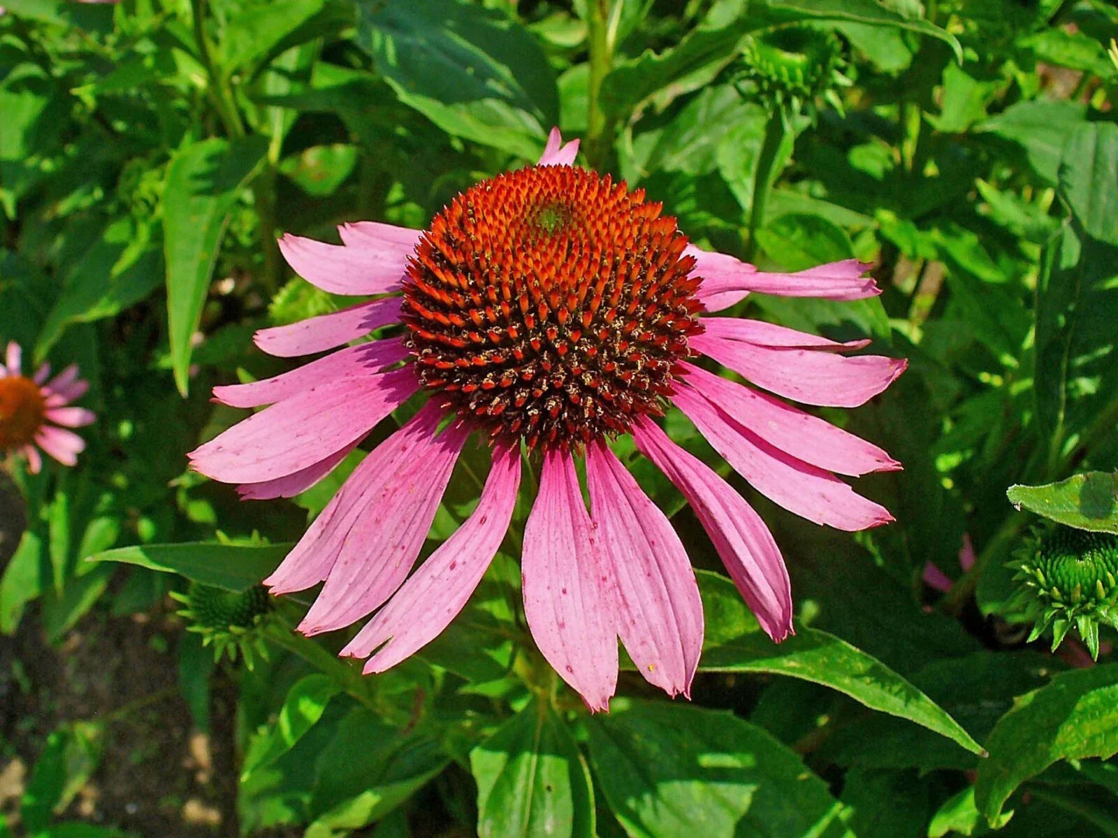 Echinacea Purpurea Seeds - 40 Fresh Flower Seeds - Purple Coneflower - Garden Planting Seeds - Free Shipping