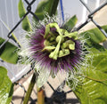 Purple Passion Fruit Plant - Edible Variety - Passiflora Edulis 'Frederick' - Tropical Fruit Garden Starter