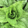 Sugar Loaf Endive Seeds | Heirloom NON-GMO | Fresh Garden Seeds | Cichorium endivia