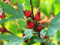 Roselle Seeds - Asian Sour Leaf Hibiscus - Florida Cranberry - Hibiscus sabdariffa - Free Shipping