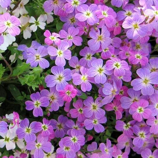 Virginia Stock Wildflower Seeds - 100 Count - Colorful Cut Flower Variety - Malcolmia maritima