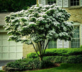 White Kousa Dogwood Tree Cuttings - 3 Unrooted, Cornus kousa, Ornamental Plants for Landscaping and Garden Use