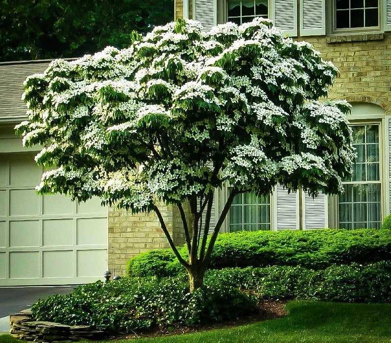 White Kousa Dogwood Tree Cuttings - 3 Unrooted, Cornus kousa, Ornamental Plants for Landscaping and Garden Use