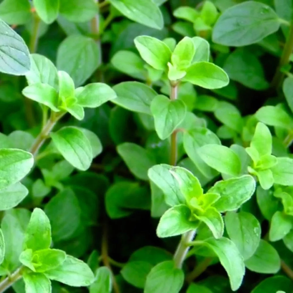 Greek Oregano Seeds | Heirloom NON-GMO | Fresh Garden Seeds | Origanum vulgare subsp. hirtum