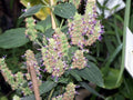 Patchouli Seeds Packet of 50 Seeds Pogostemon cablin Aromatic Herb Garden Planting