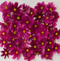 Cosmos Seeds - 100 Non-GMO Dwarf RUBENZA - Unique Ruby Color Butterflies - Pollinator-Friendly Flowers