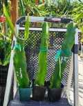 Rooted Dragon Fruit Cuttings - 12-16 inches - 20+ Varieties - Hylocereus spp.