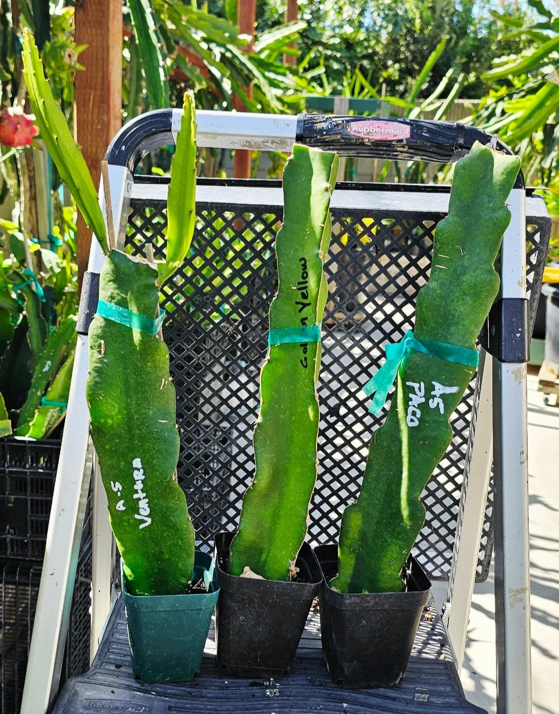 Rooted Dragon Fruit Cuttings - 12-16 inches - 20+ Varieties - Hylocereus spp.