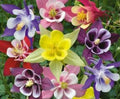 Columbine Seeds McKana Mix - 50 Fresh Seeds - Aquilegia caerulea - Garden Flower Seeds for Planting