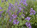 Money Plant Seeds - Lunaria Silver Dollar - 60 Seeds - Easy to Grow - Ideal for Gardens and Indoor Pots - GroCo