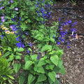 Salvia ‘Black and Blue’ – Live Starter Plant, Tender Perennial Salvia guaranitica, Hummingbird Magnet, Bold Blue Flowering Plant