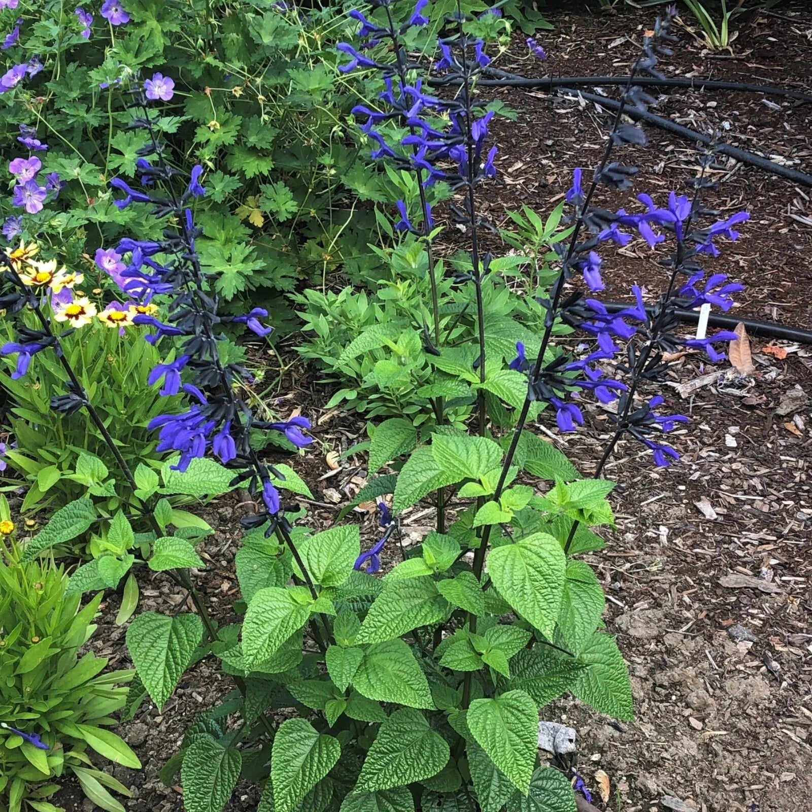 Salvia ‘Black and Blue’ – Live Starter Plant, Tender Perennial Salvia guaranitica, Hummingbird Magnet, Bold Blue Flowering Plant