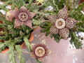 Orbea Variegata Plant in 4 Inch Pot | Unique Succulent | Stapelia Variegata