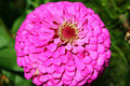 Zinnia Seeds - 60 Seeds - Pink Fully Double Flower - Zinnia elegans - GroCo USA - Buy 15 Ships Free
