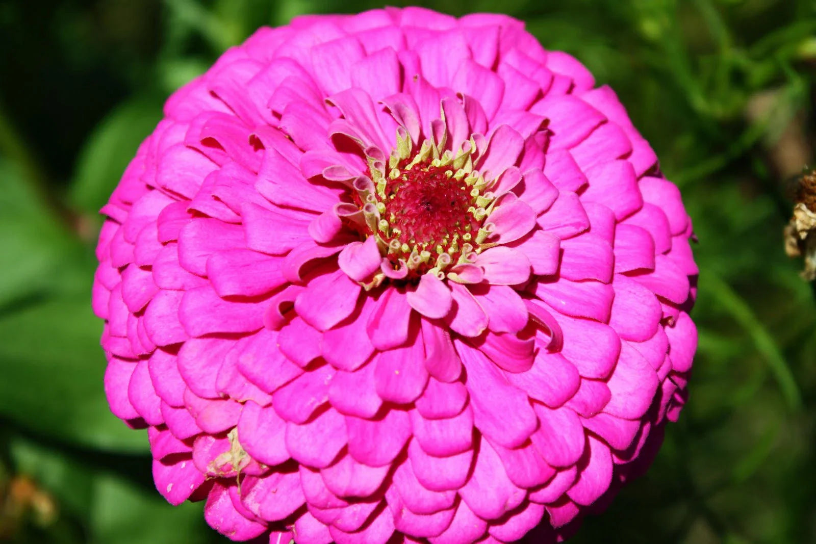 Zinnia Seeds - 60 Seeds - Pink Fully Double Flower - Zinnia elegans - GroCo USA - Buy 15 Ships Free