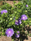 Stokes Aster Stokesia Laevis 'Alba' Live Bare Root Plant 12-24" Perennial Zones 5-9