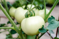 Great White Tomato Seeds 50 Ct, Non-GMO White Beefsteak Variety, Organic Vegetable Seeds, Lycopersicon esculentum