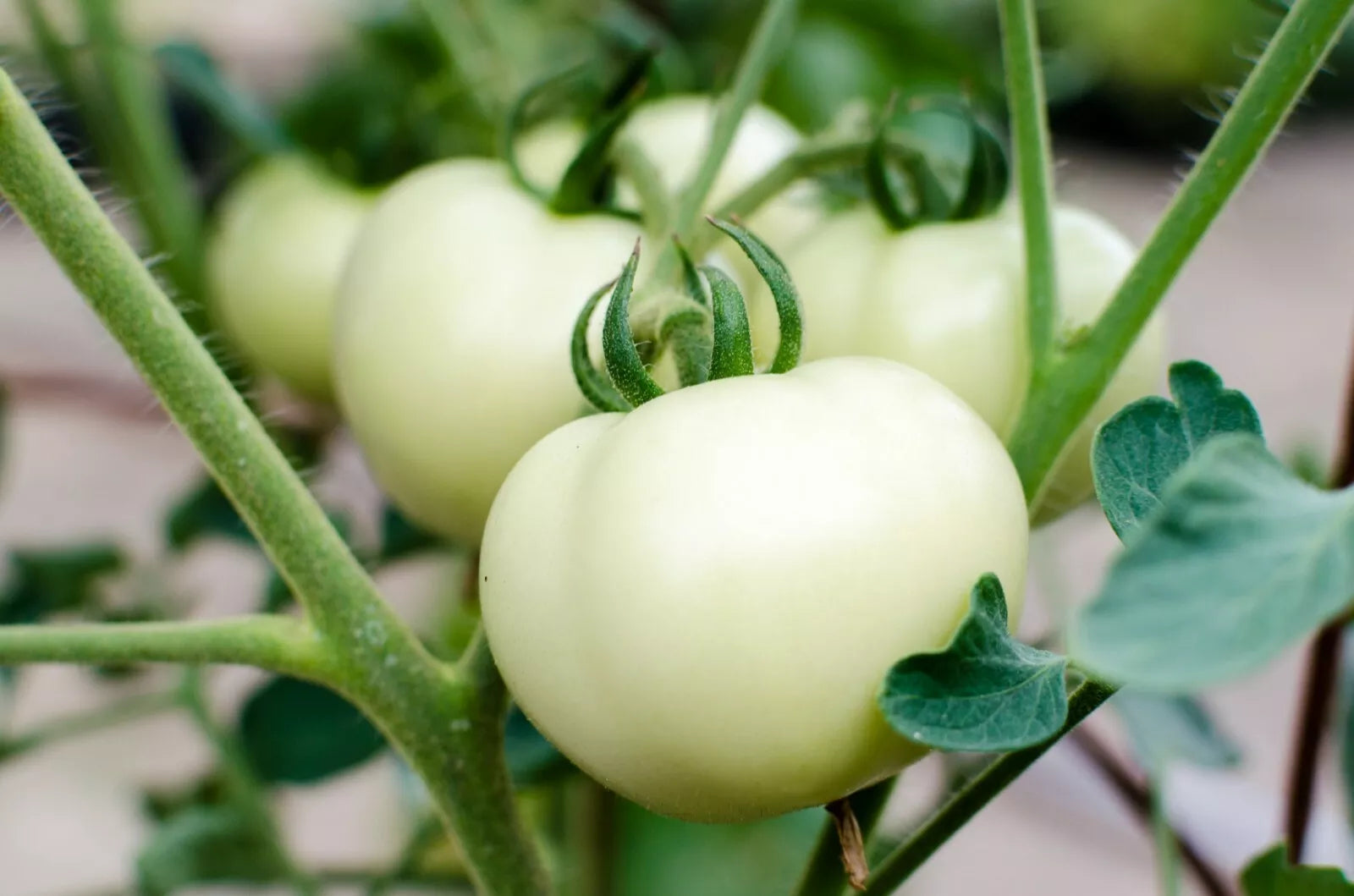 Great White Tomato Seeds 50 Ct, Non-GMO White Beefsteak Variety, Organic Vegetable Seeds, Lycopersicon esculentum