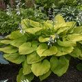 Hosta Plant Age of Gold 5.25" Pot Perennial Shade Plant, Hosta 'Age of Gold'