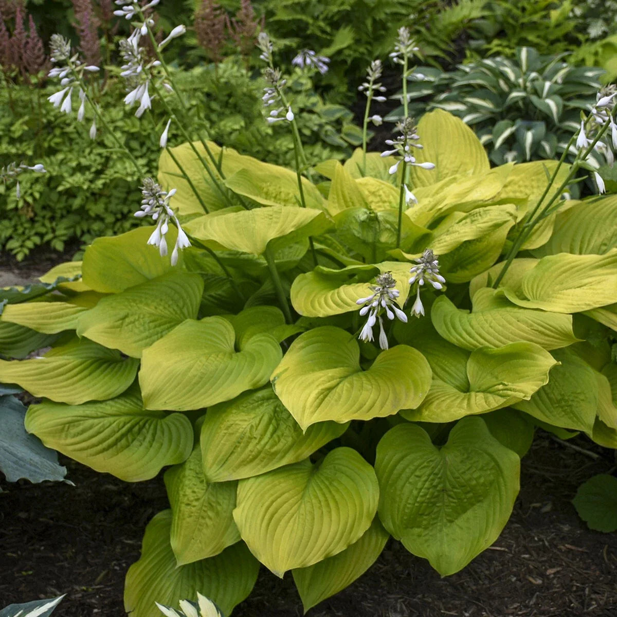 Hosta Plant Age of Gold 5.25" Pot Perennial Shade Plant, Hosta 'Age of Gold'