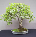 White Paper Birch Tree Seeds - 100 Pack - Ideal for Planting Bonsai - Betula papyrifera