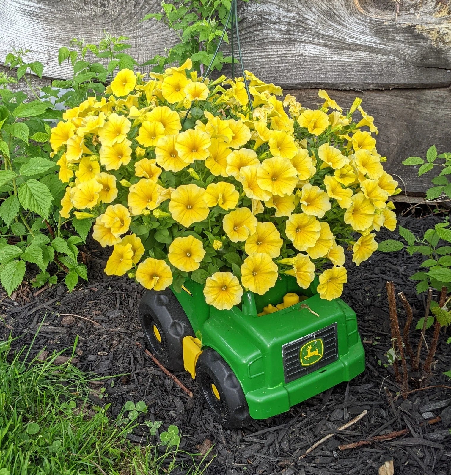 Petchoa Plants Plugs - 10 Baby Plants - Caliburst Yellow - Petchoa Hybrid - Cold-Hardy Annual for Garden & Containers