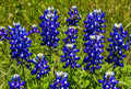 Texas Bluebonnet Seeds - 200+ Count - Fragrant, Bright Color - Ideal for Hummingbirds & Butterflies - Lupinus texensis