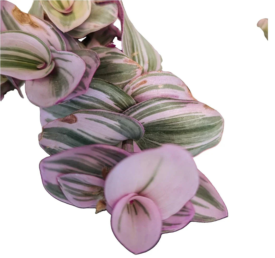 Tradescantia Nanouk Cuttings - Lilac Wandering Jew Plant in 2" or 4" Pot - Easy Care Indoor Houseplant