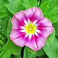 Morning Glory Seeds - 30 Count Dwarf Rose Hummingbird Mix - Tricolor Flowers (Ipomoea purpurea) - Vining Plant