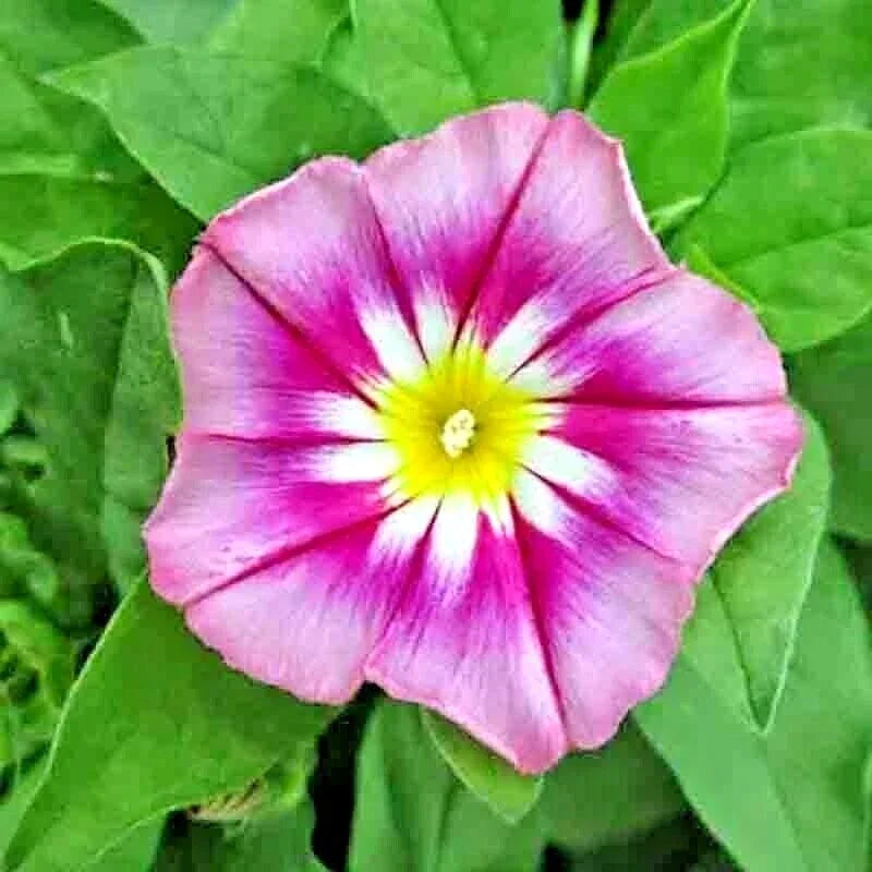 Morning Glory Seeds - 30 Count Dwarf Rose Hummingbird Mix - Tricolor Flowers (Ipomoea purpurea) - Vining Plant