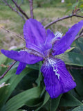 Live Dwarf Wild Blue/Purple Rhizomes - 2 Pack - Aquilegia caerulea (Columbine)