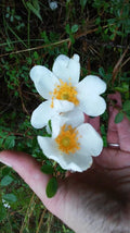 Heirloom Baby Rambling Rose Bush Live Plant 1' Multiflora, White - Rooted Climbing Rose (Rosa multiflora)