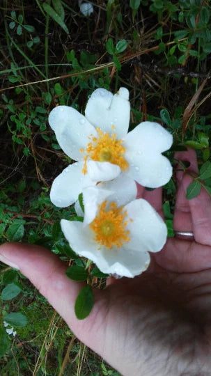 Heirloom Baby Rambling Rose Bush Live Plant 1' Multiflora, White - Rooted Climbing Rose (Rosa multiflora)