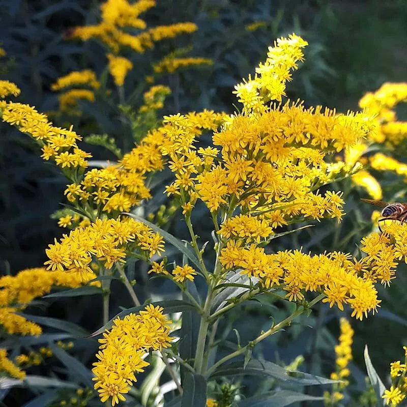 Old Field Goldenrod Seeds (50 Seeds) - Solidago nemoralis - Native Wildflower for Pollinator Gardens