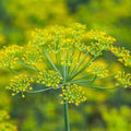 Premium Organic Heirloom Dill Seed Bouquet - Fresh Culinary Herb Seeds (Anethum graveolens)