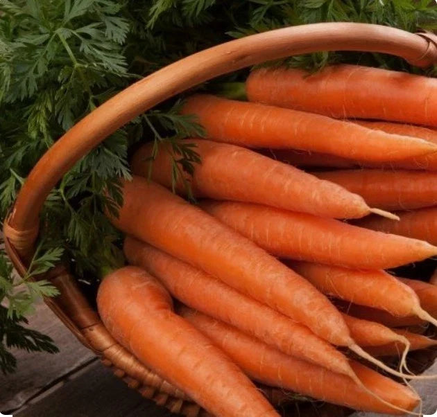 Danvers 126 Carrot Seeds - 500+ Non-GMO, Open Pollinated, Organic Carrot Seeds - Daucus carota